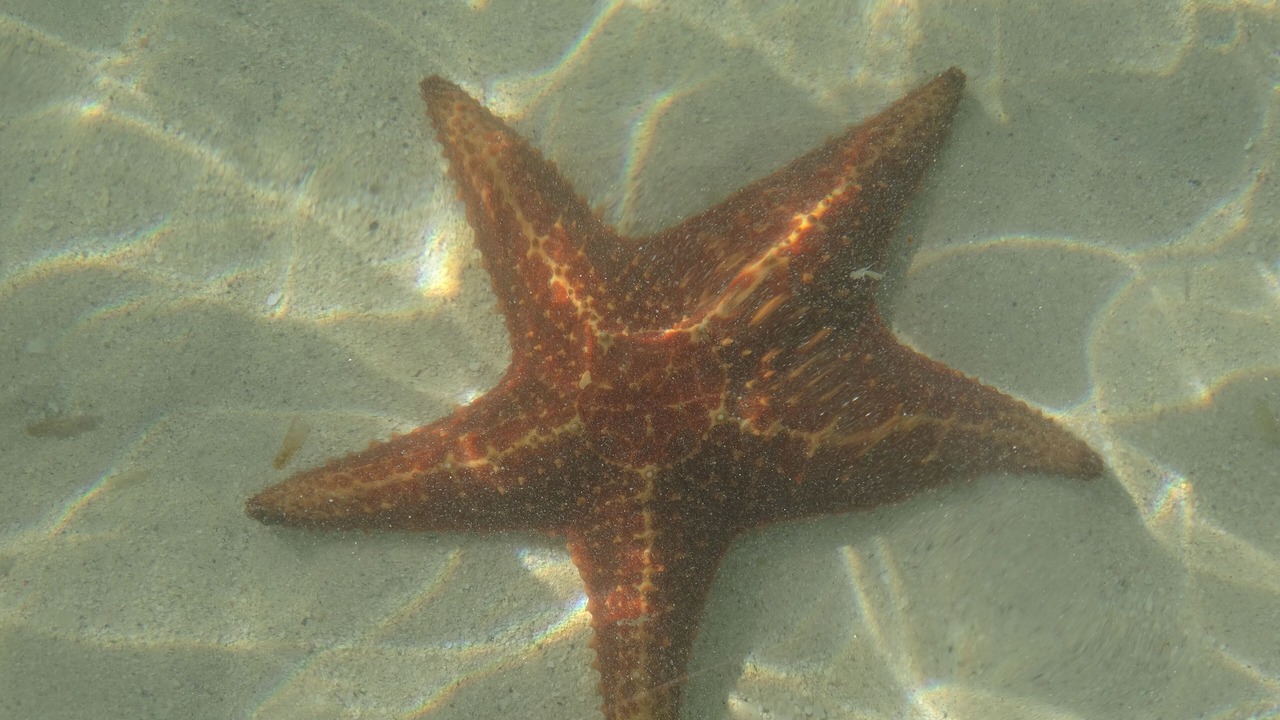Photo of Others in Bodden Town