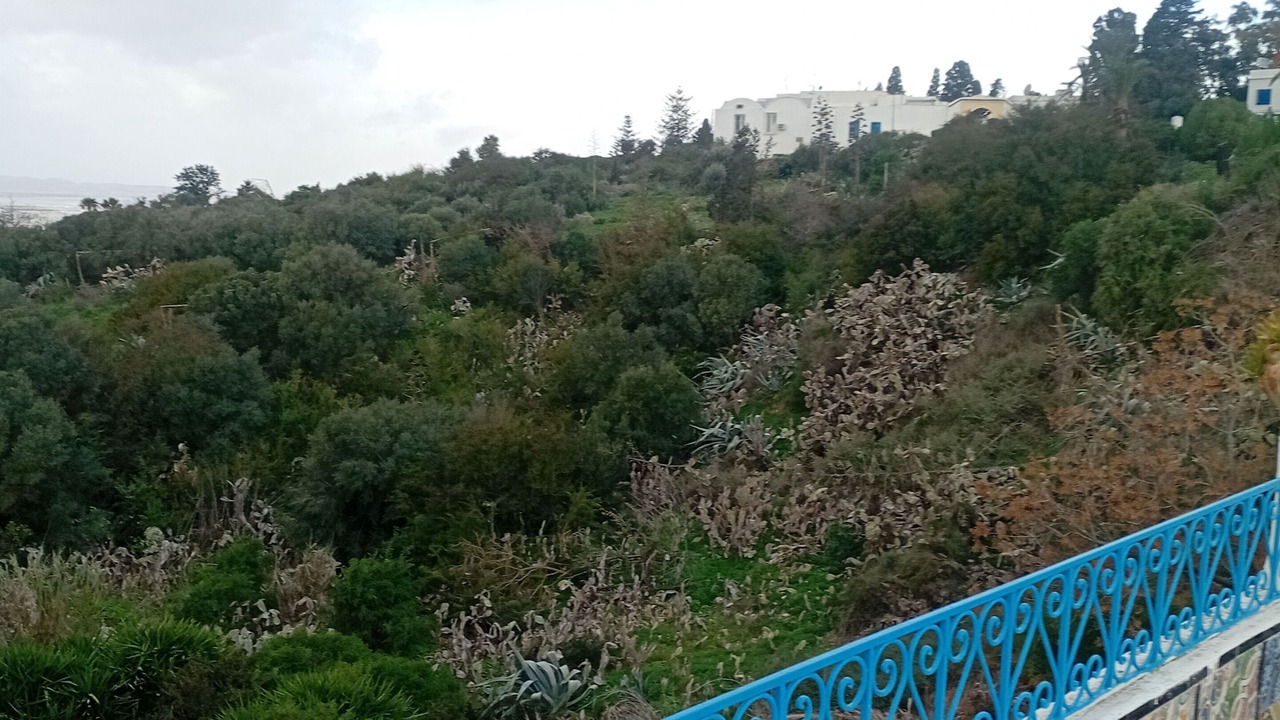 Photo of Others in Sidi Bou Said