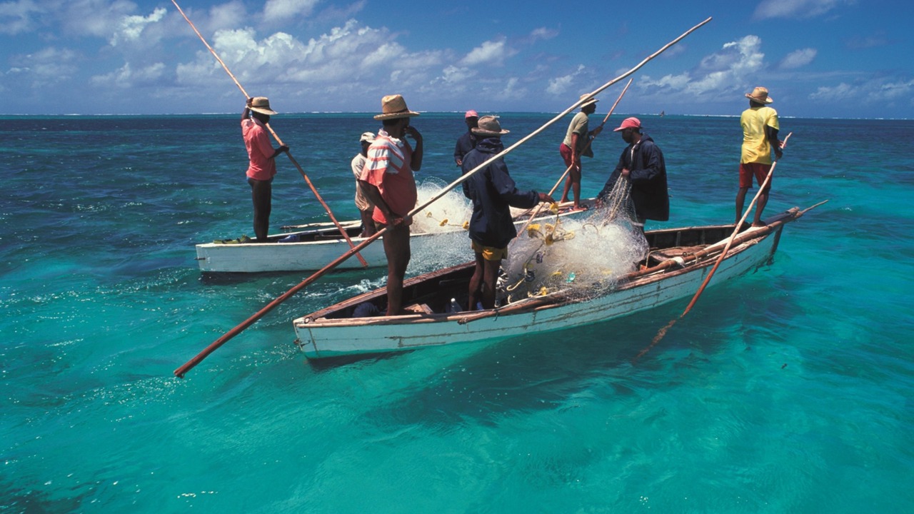 Photo of Others in Coromandel