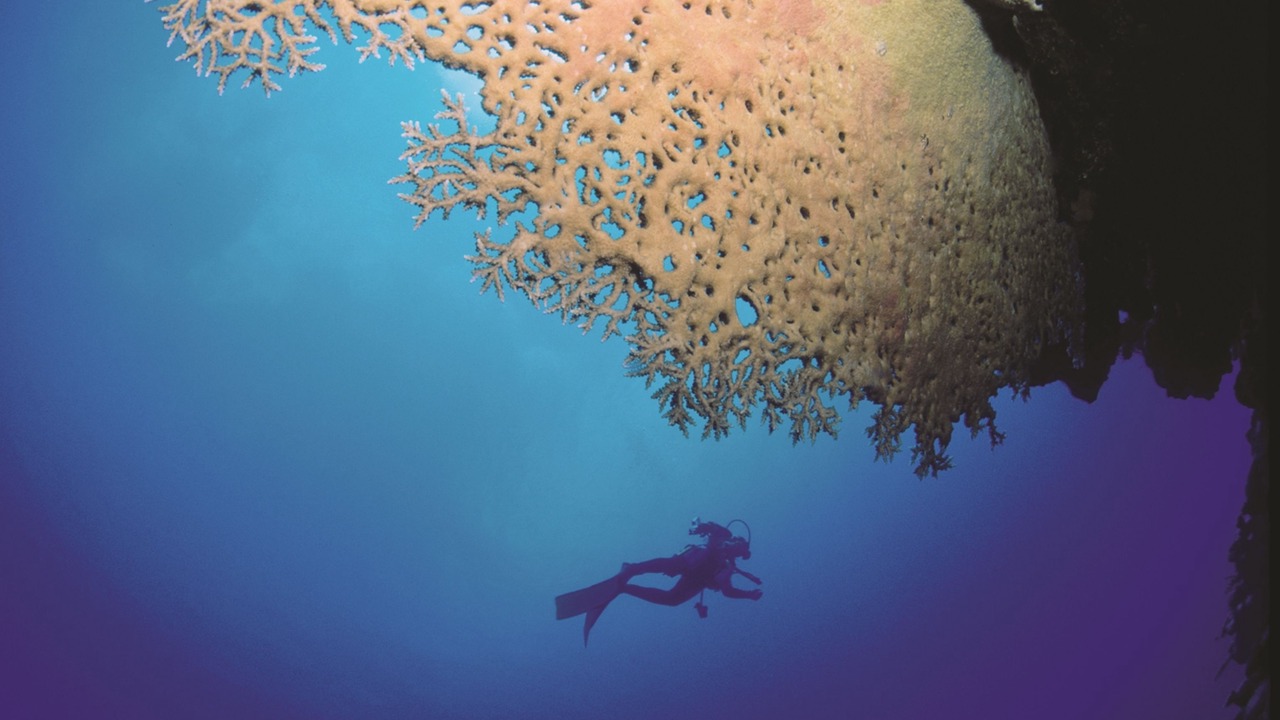 Photo of Others in Coromandel