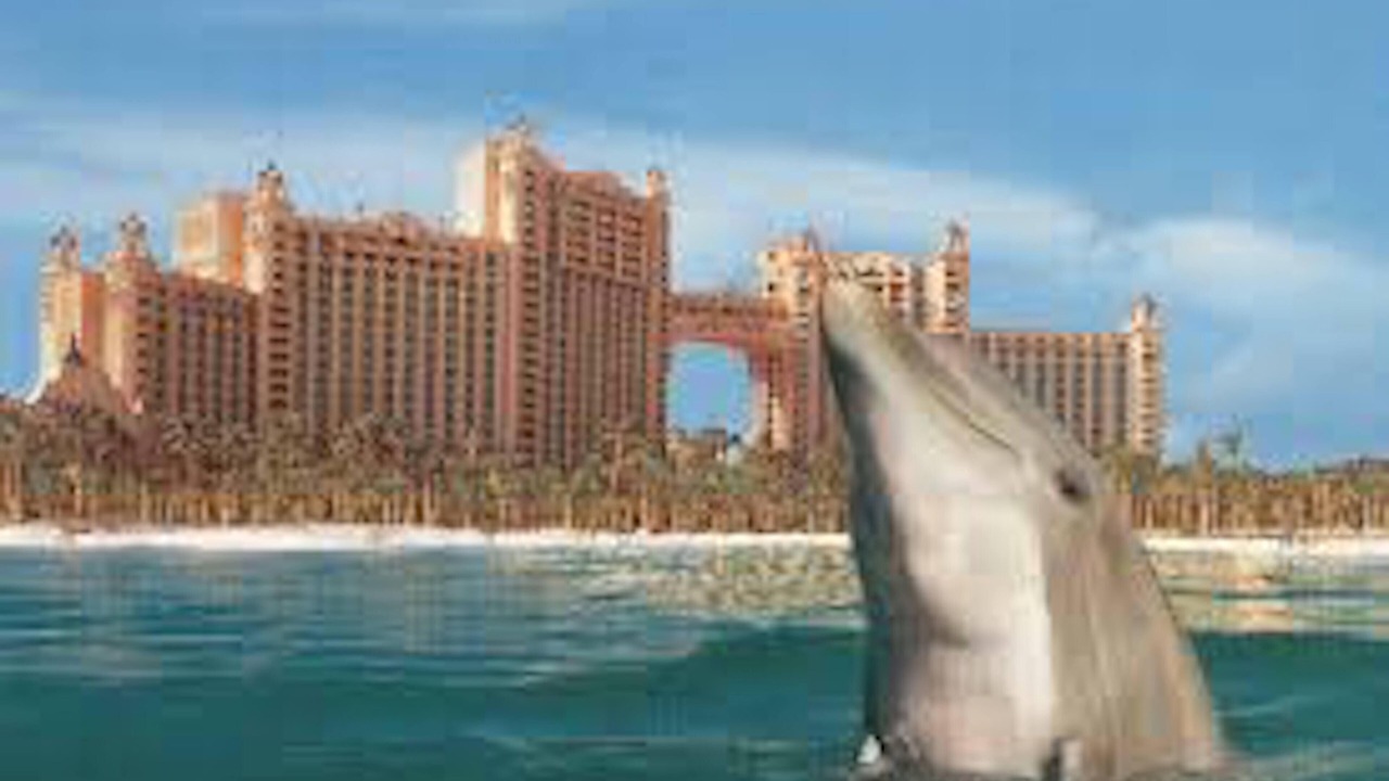 Photo of Others in Paradise Island