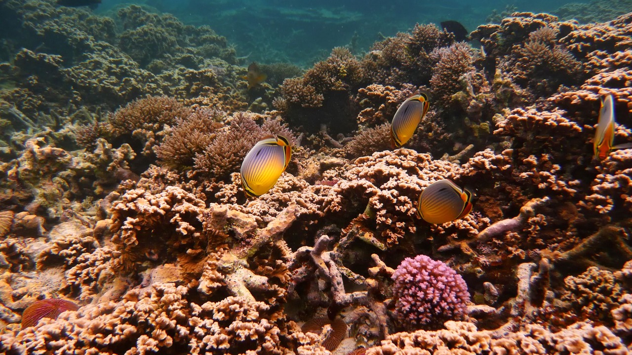 Photo of Outdoor in Pereybere