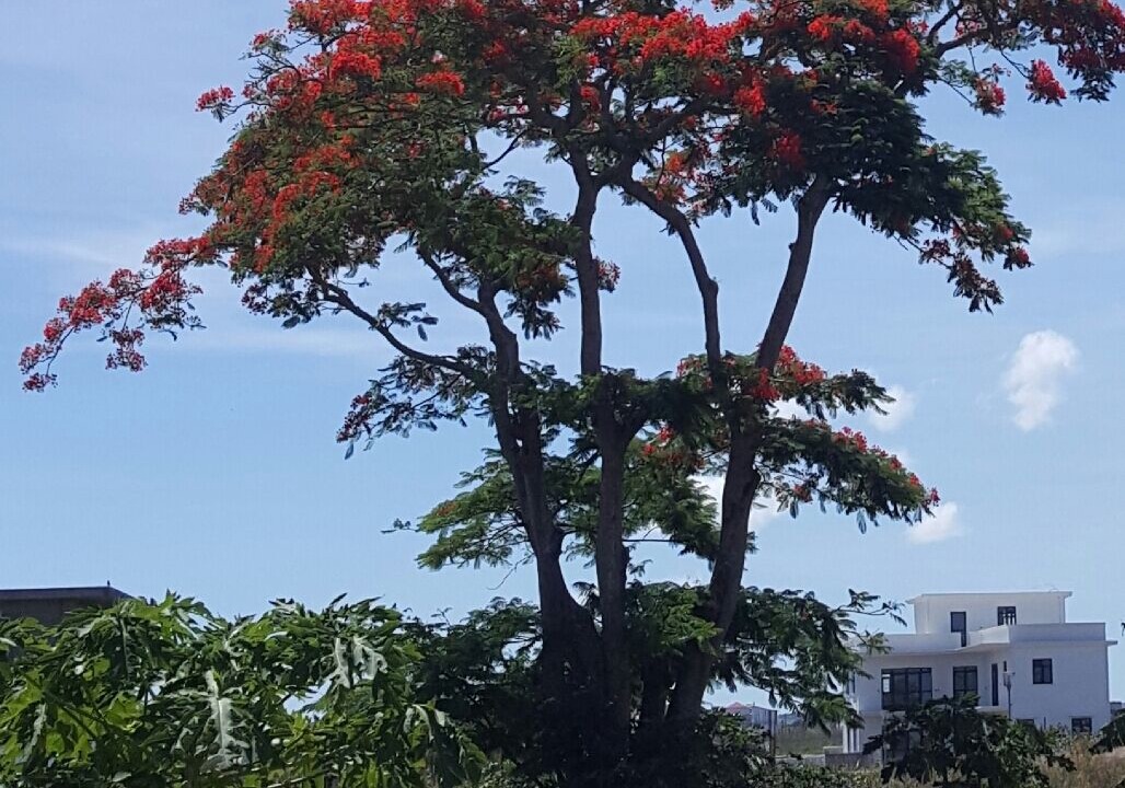 Photo of Outdoor in Trou aux Biches