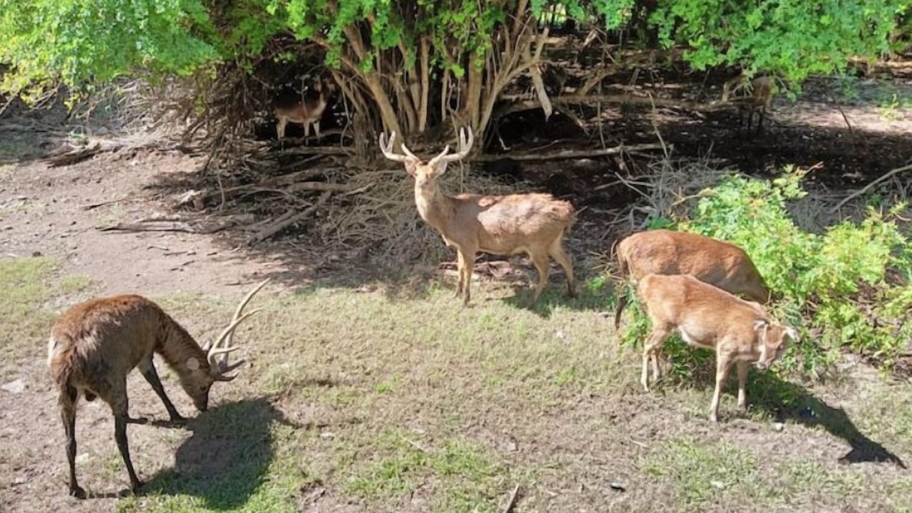 Photo of Others in Tamarin