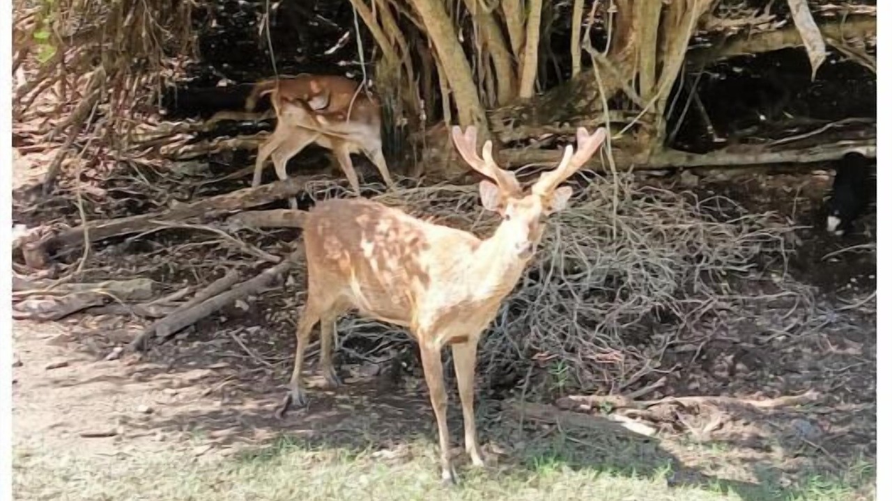 Photo of Others in Tamarin