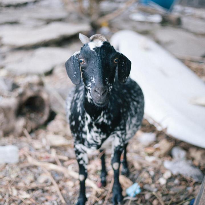 Photo of Others in Tamarin