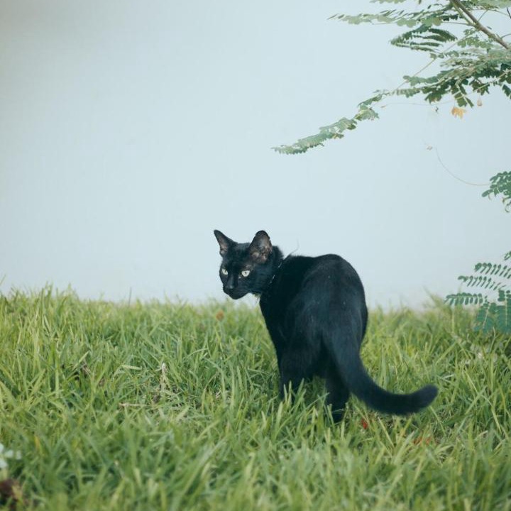 Photo of Others in Tamarin