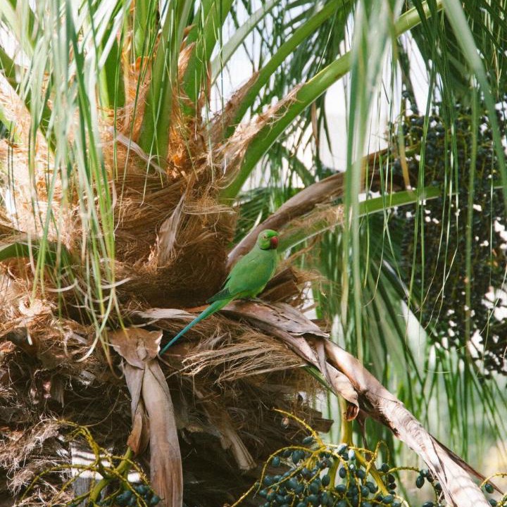 Photo of Others in Tamarin