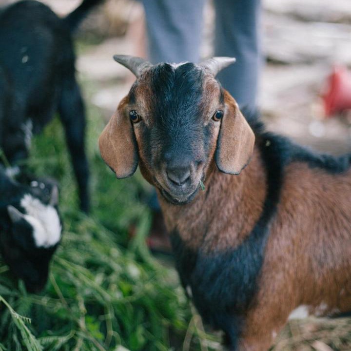 Photo of Others in Tamarin