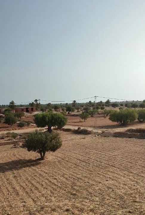 Photo of Others in Mellita