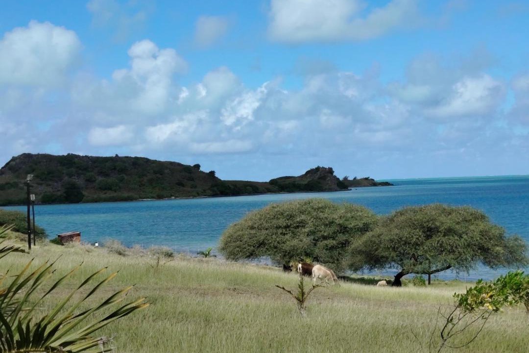 Photo of Others in Coromandel