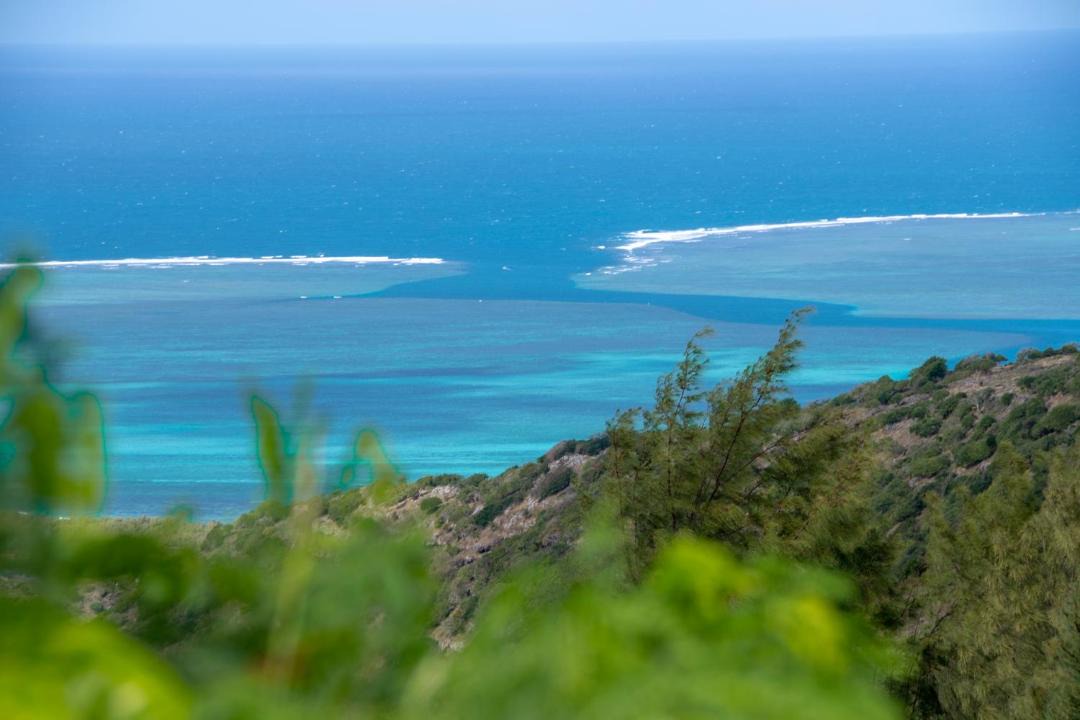 Photo of Others in Coromandel