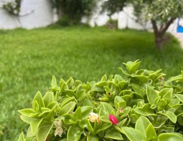 One-Bedroom Villa