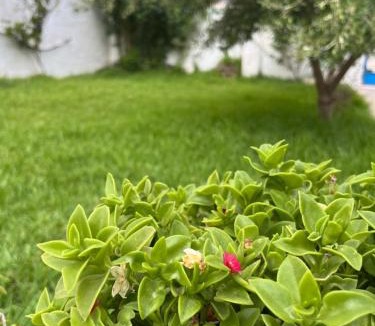 Ezzahra Villa | 3 bedroom Villa with garden