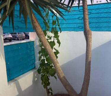 Cite Les Palmeraies Apartment | Aouina Stay